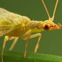 Green Lacewing 2 